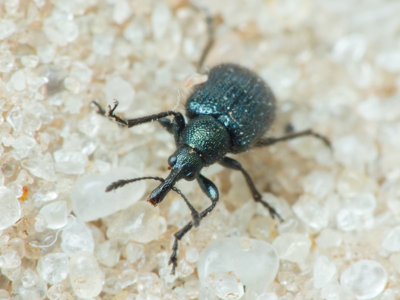 Neocoenorrhinus pauxillus (Germar, 1824)